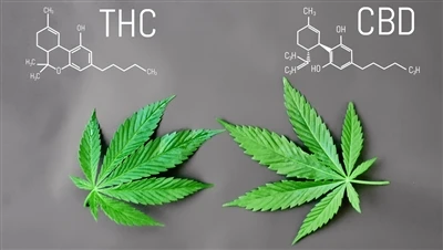 ¿Cuál es la diferencia entre THC y CBD?