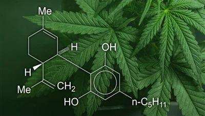 CBD, marihuana y cáñamo: ¿Cuál es la diferencia entre estos productos de cann...