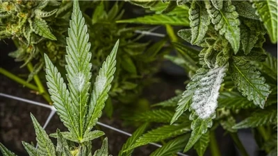 Cómo encontrar productos de CBD de calidad