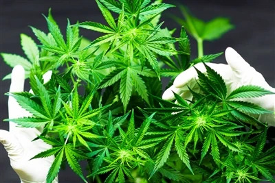 ¿Cómo afecta el consumo de cannabis a la salud del cerebro? Se recomienda pre...