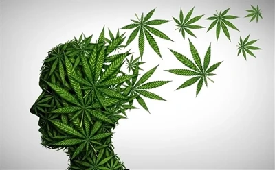 Cómo utilizar el aceite de CBD para obtener beneficios óptimos: ¿guía completa?